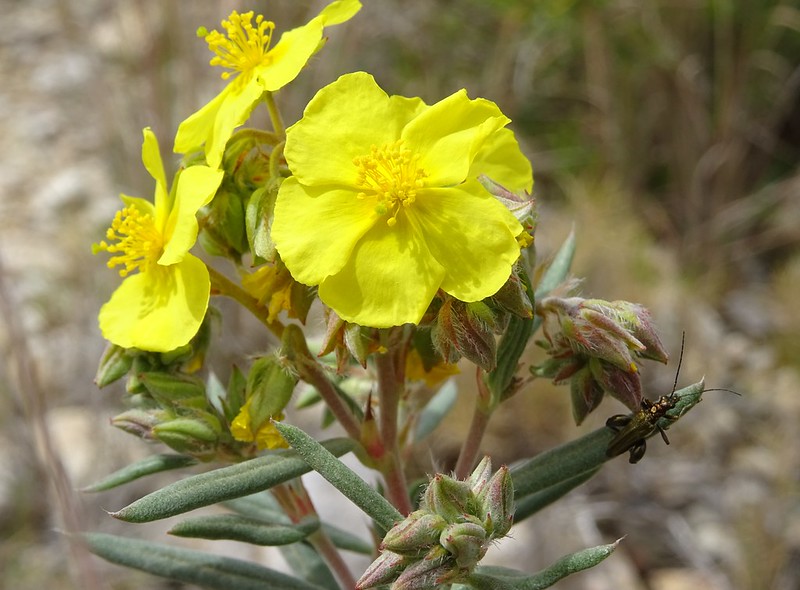 Hélianthème à feuilles de lavande - Helianthemum syriacum