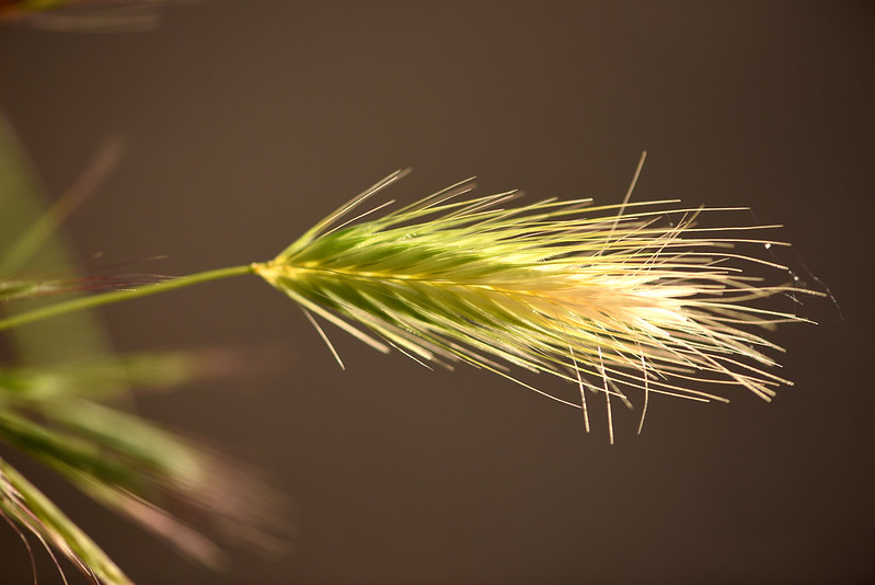 Orge des rats - Hordeum murinum