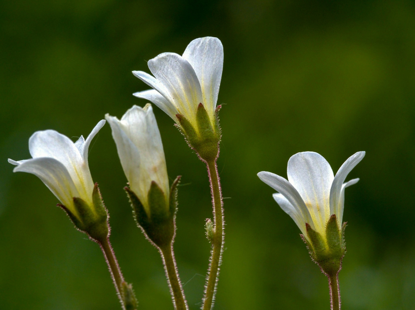 Saxifrage granulé