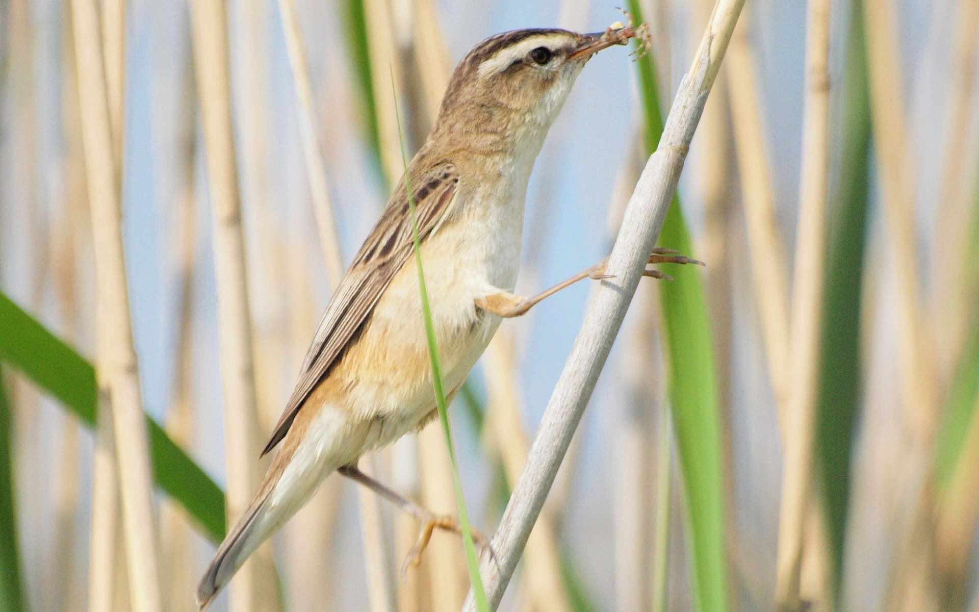 Phragmite des joncs (Crédits : Billy Lindblom)