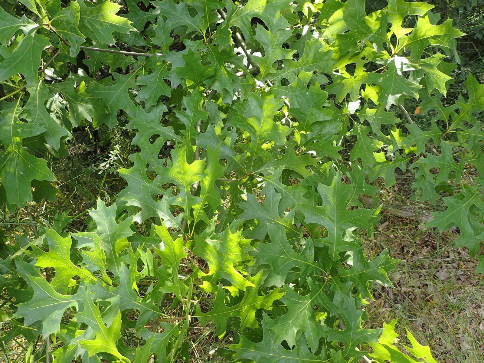 Chêne des marais - Quercus palustris