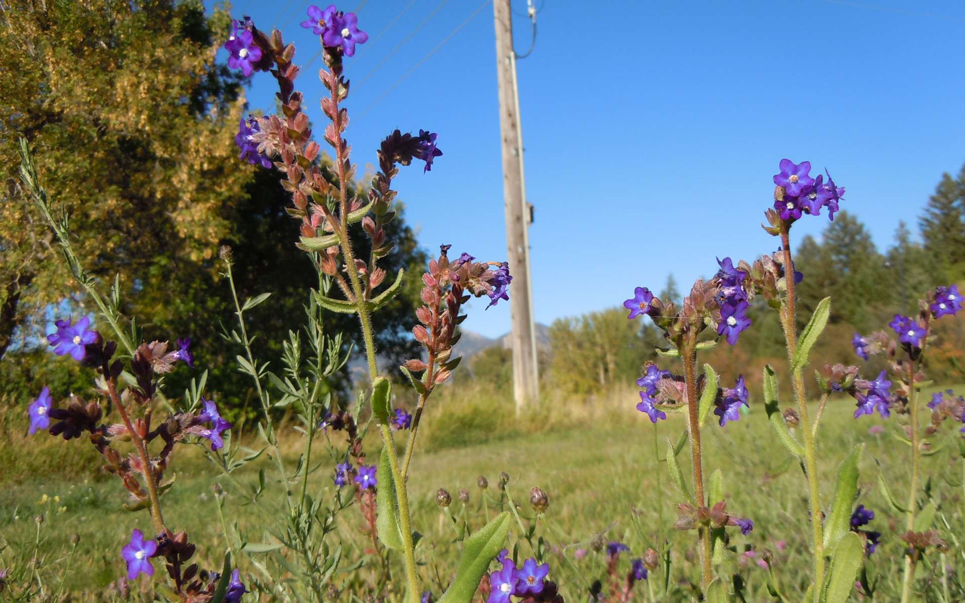 Buglosse officinale - fleurs (Crédits : Matt Lavin)