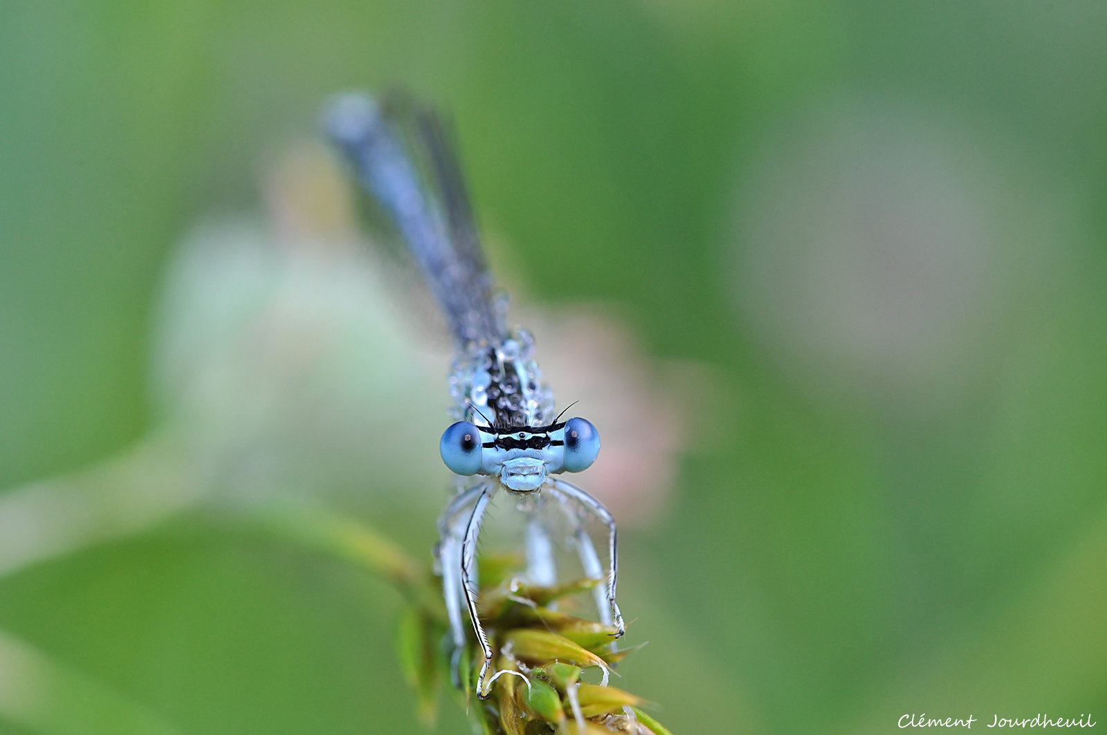 Agrion jovencelle - Coenagrion puella