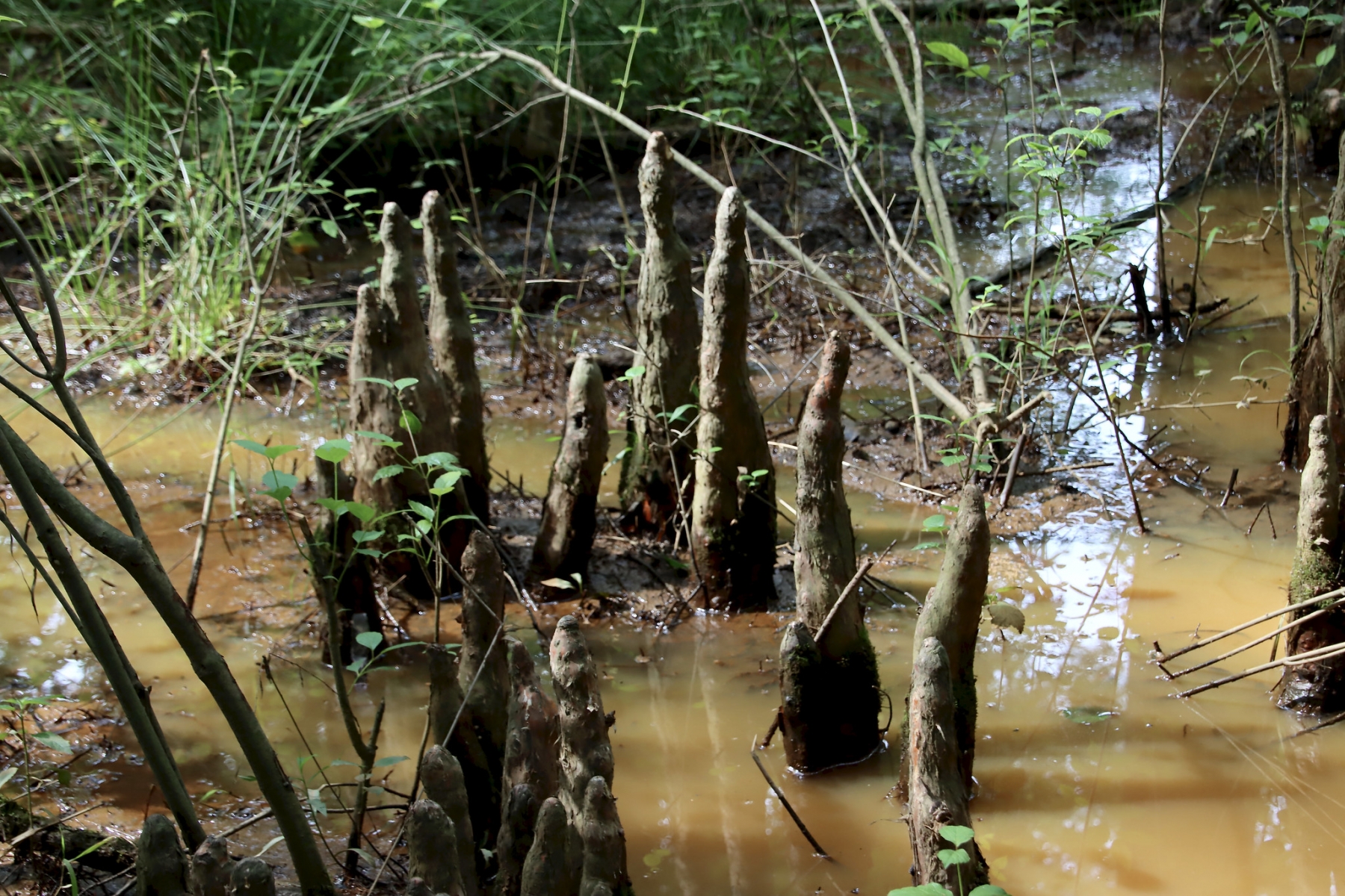 Cyprès chauve - Taxodium distichum