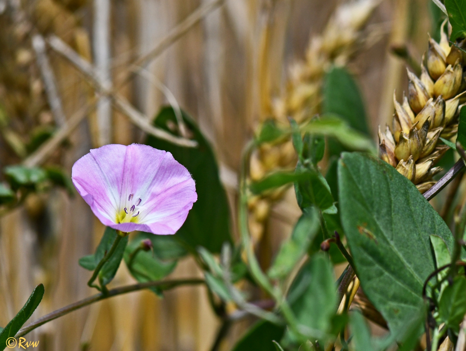 Liseron des champs - Convolvulus arvensis