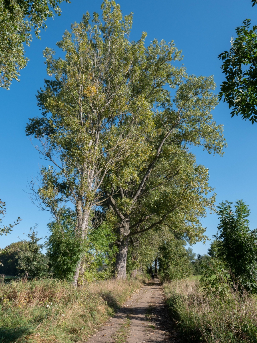 Peuplier du Canada - Populus x canadensis