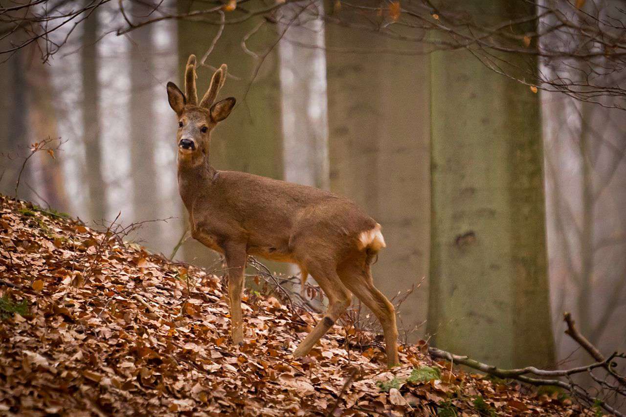 Juvéniles en hiver (Crédits : Didier Weemaels - Flickr)