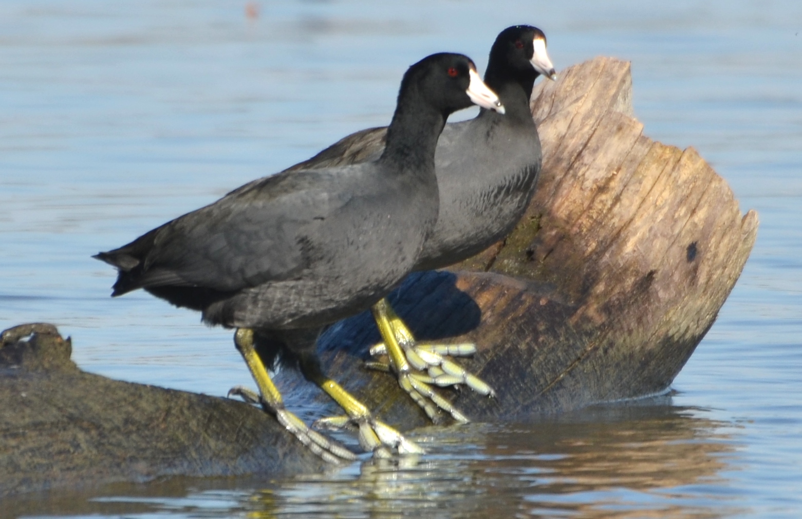 Couple de foulques d'Amérique. Crédits : Saint-Pierre-et-Miquelon