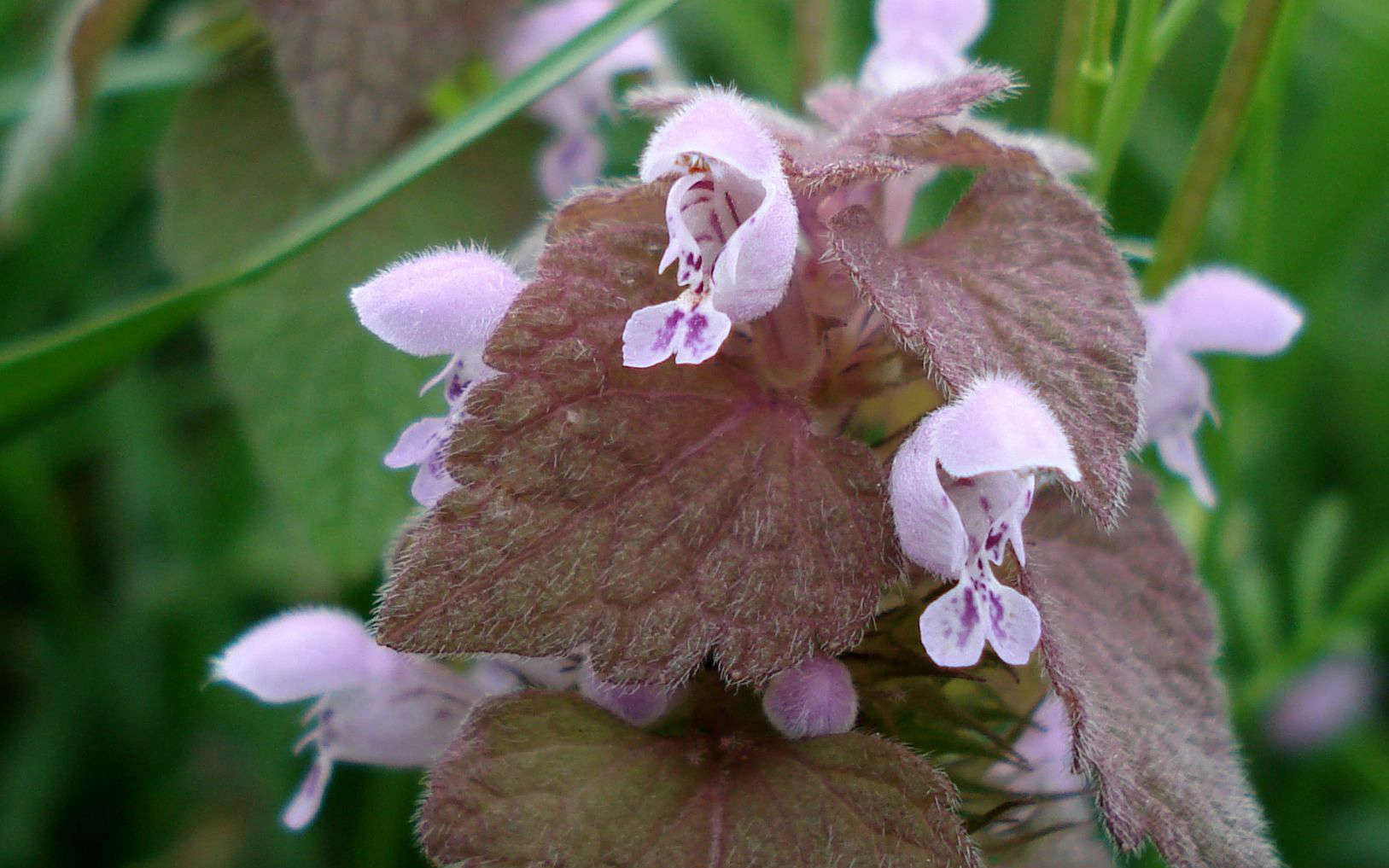 Lamier pourpre - fleurs (Crédits : flickr)