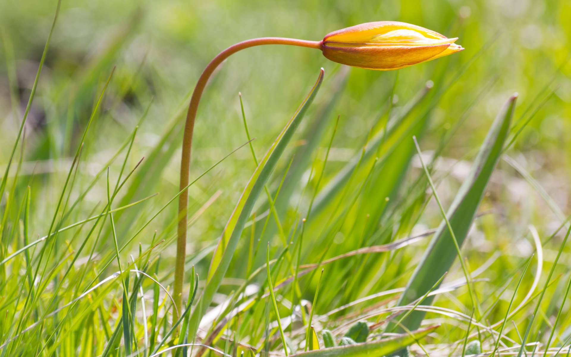 Tulipe australe - vue d'ensemble (Crédits : Flickr)