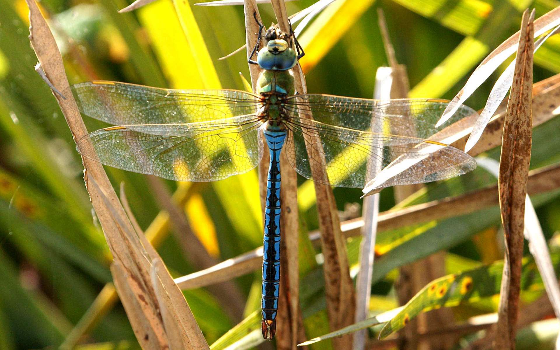 Anax empereur mâle (Crédits : Ferran Pestana)