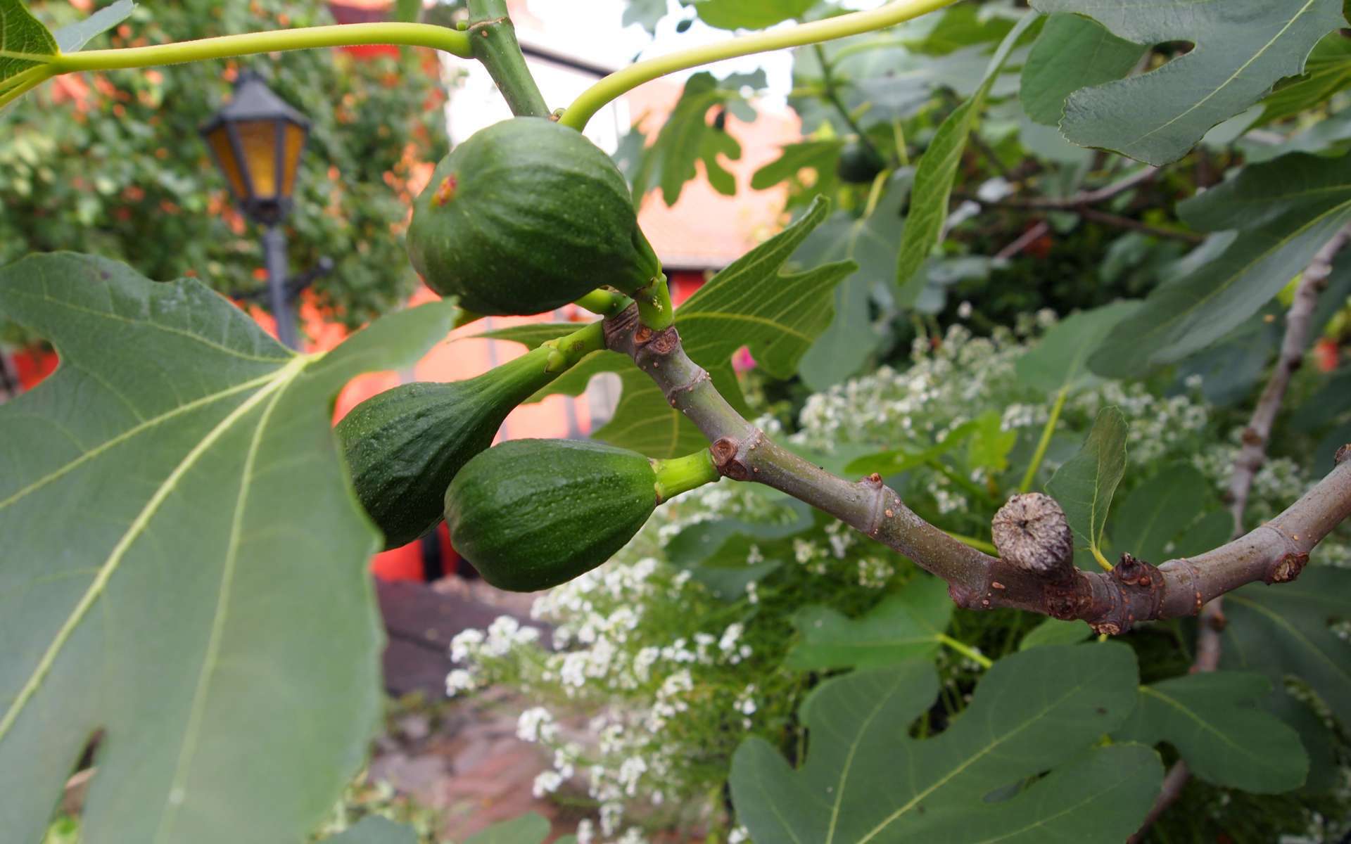 Figuier - fruits (figues) (Crédits : Tomasz Przechlewski)