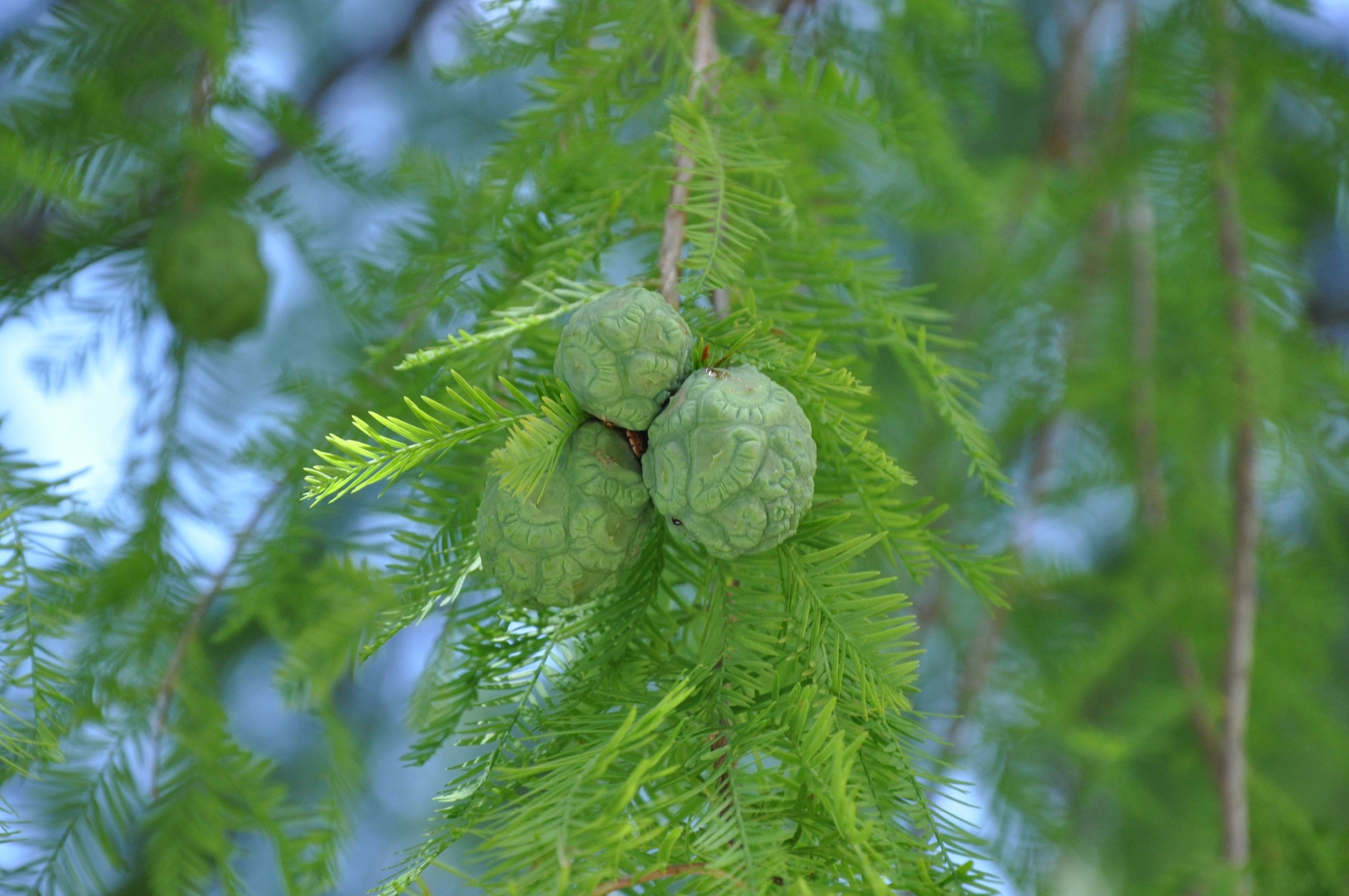 Cyprès chauve - Taxodium distichum