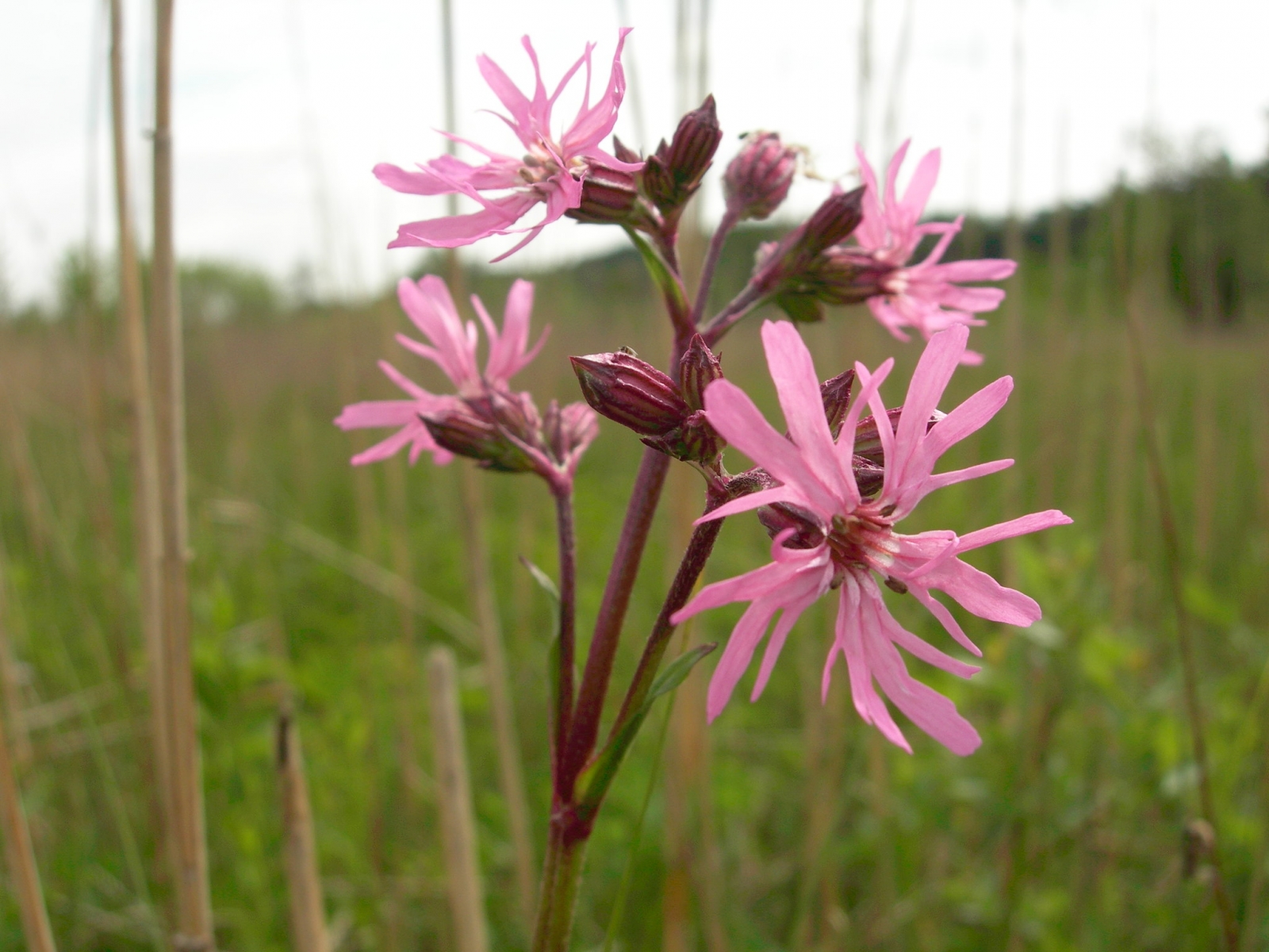 Lychnis fleur-de-coucou