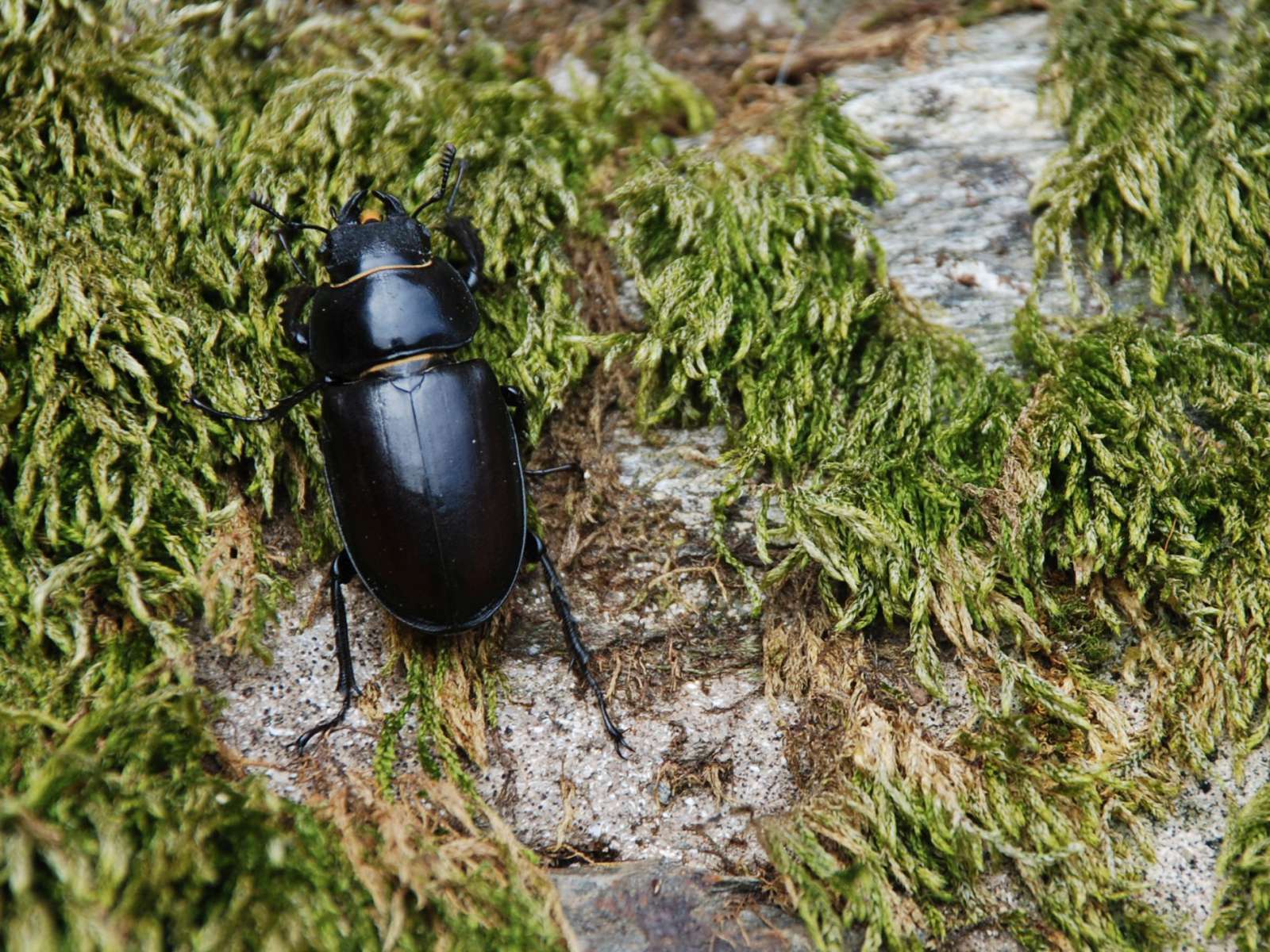 Lucane cerf-volant femelle Crédit Vreimunde Flickr 2