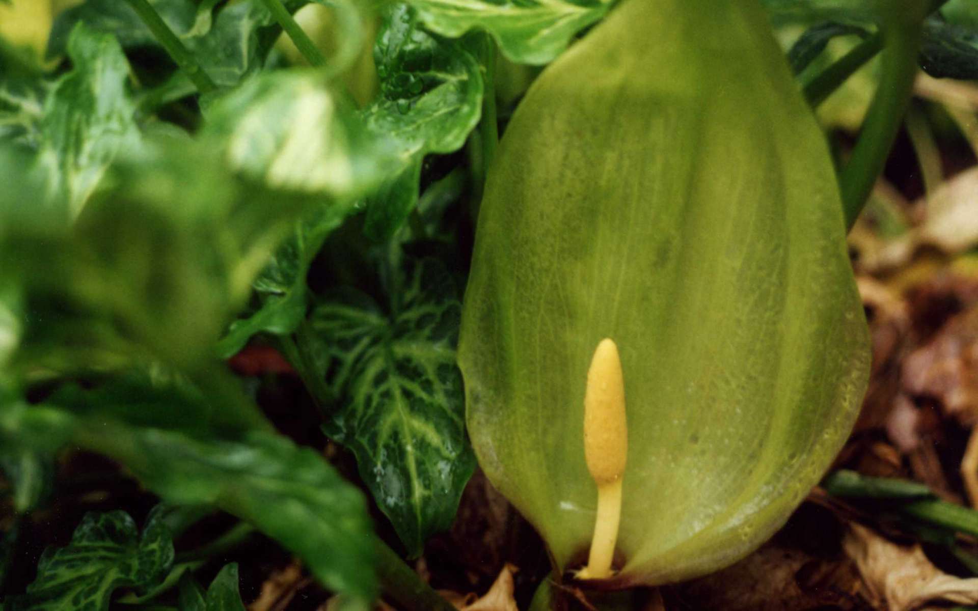 Arum d'Italie - inflorescence (Crédits : Clivid - flickr)