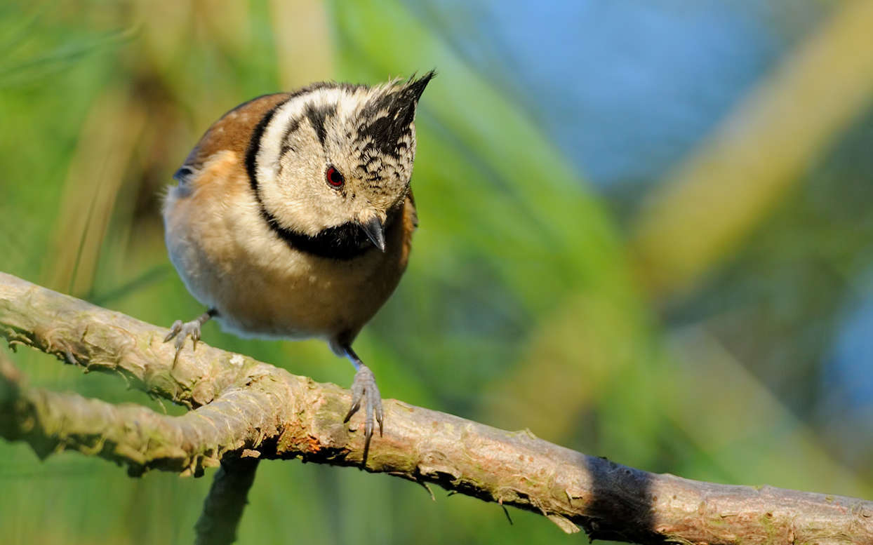 Mésange huppée (Crédits : M.Dic)