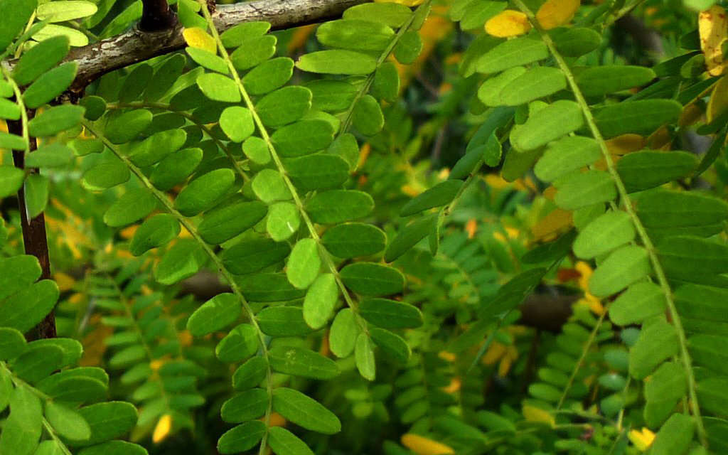 Févier d'Amérique - feuilles (Crédits : Jesus Cabrera)