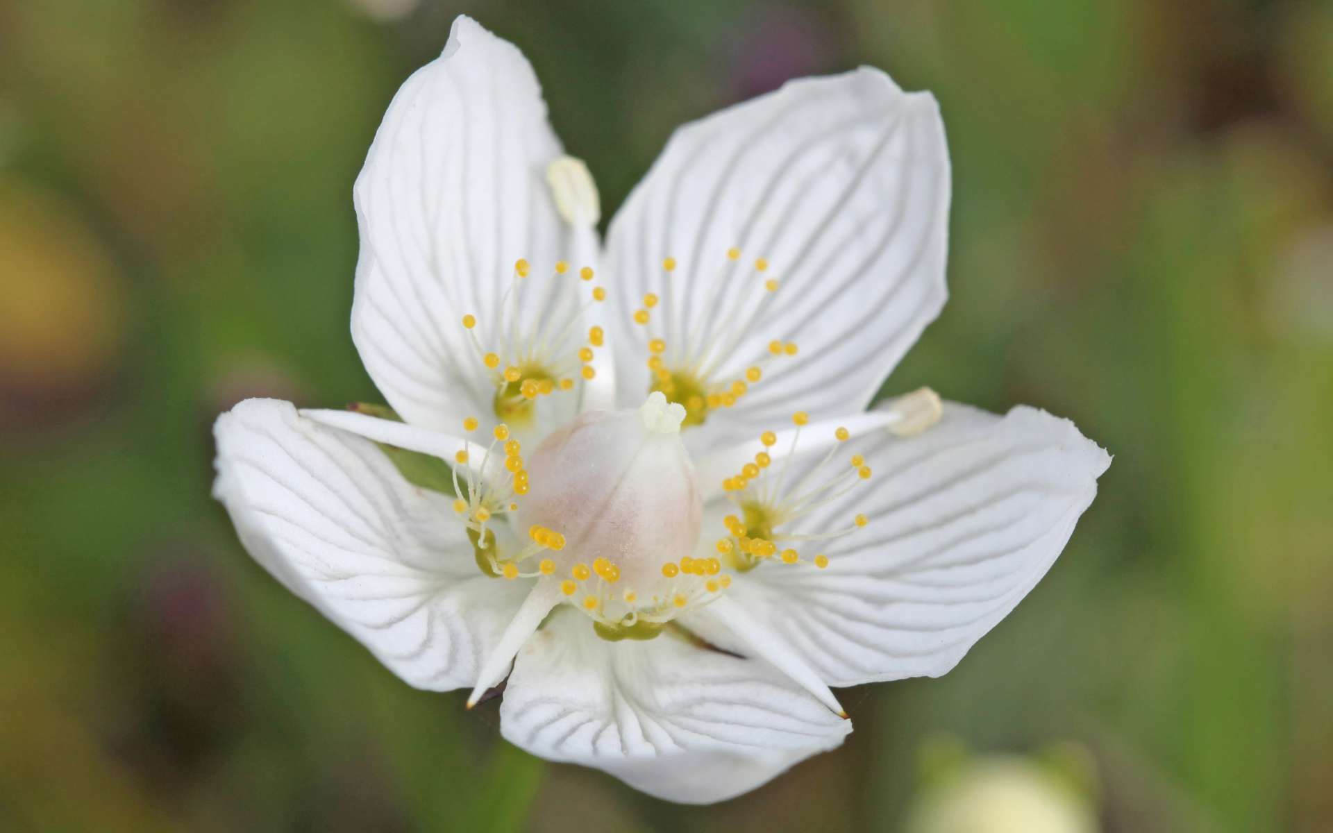 Parnassie des marais - fleurs (Crédits : Free photos - flickr)