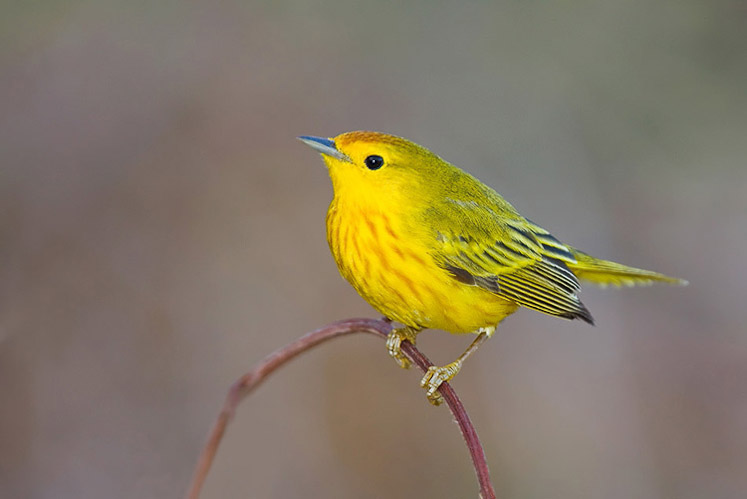 Paruline jaune mâle. Crédits : Saint-Pierre-et-Miquelon