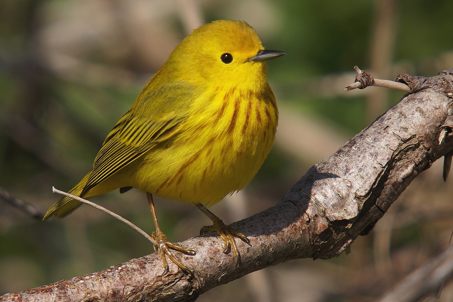 Paruline jaune mâle. Crédits : Laurent Jackman