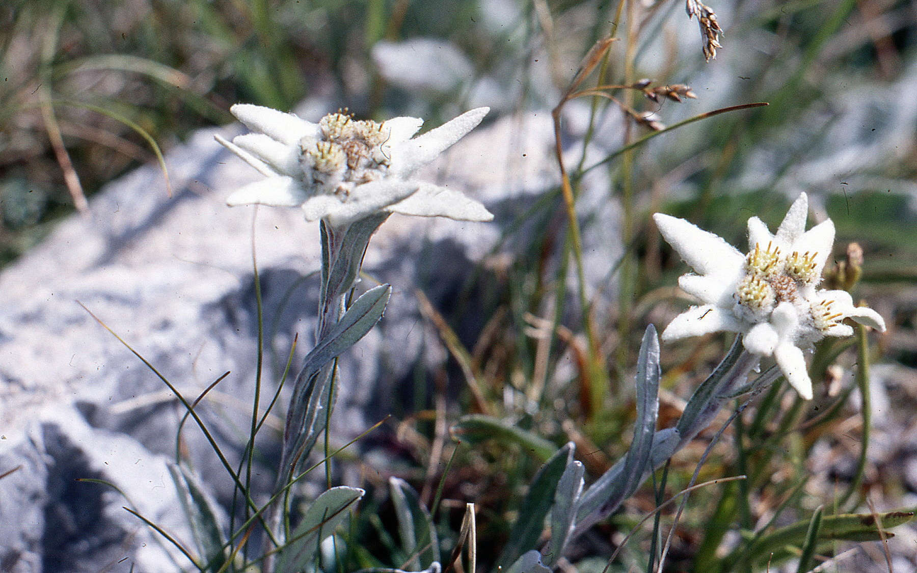 Edelweiss (Crédits : Udo Schmidt)