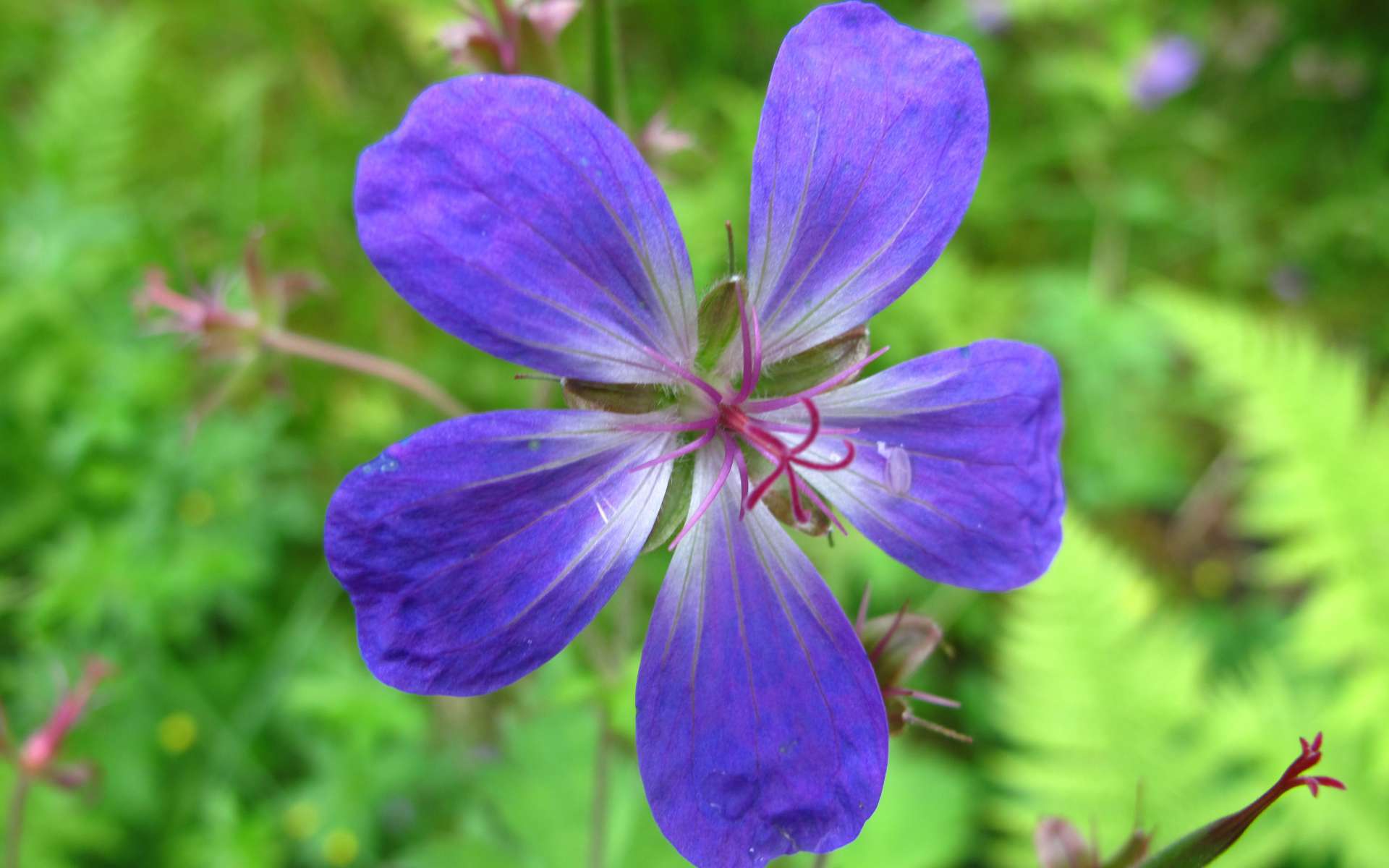 Géranium des bois - fleur (Crédits : Ole Husby)