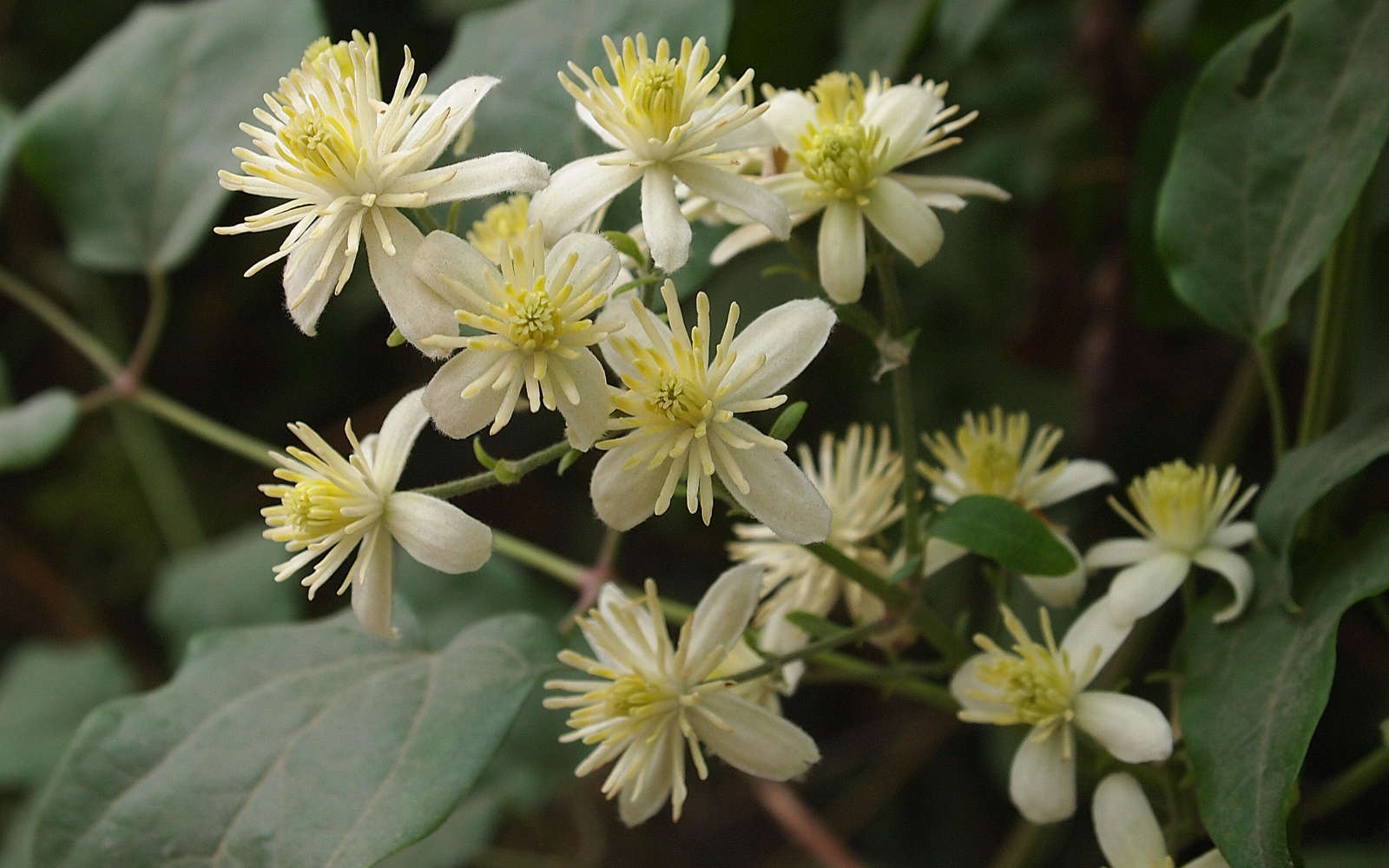 Clématite des haies - fleurs (Crédits : Rafael Jiménez)