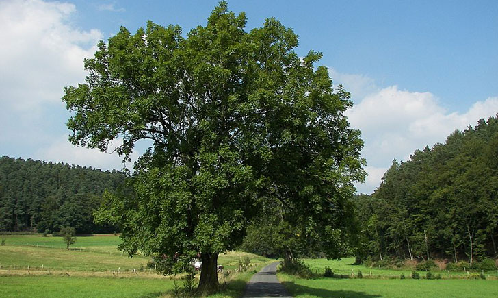 Frêne élevé (crédit: willow)