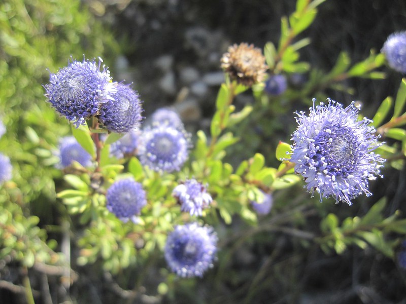 Globulaire buissonnante - Globularia alypum