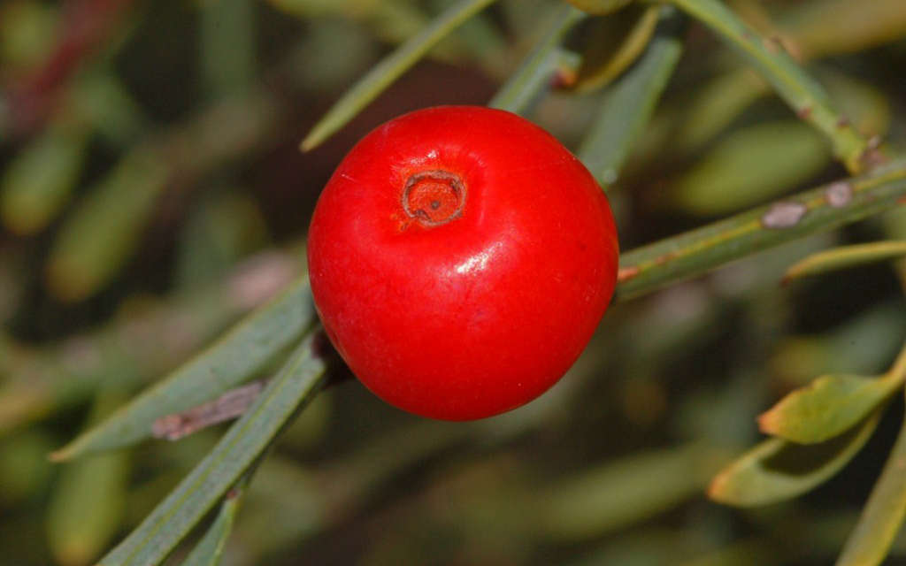 Osyris blanc - fruit (Crédits : Ettore Balocchi)