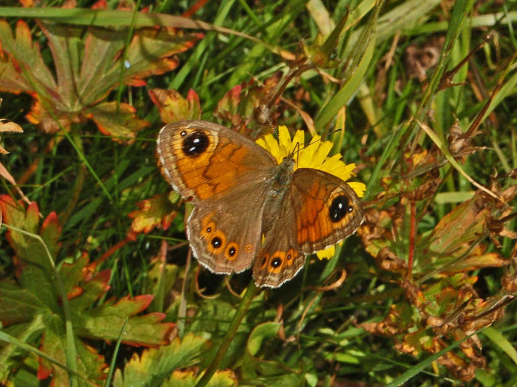 Lasiommata maera ♀ ©Ettore Balocchi - Flickr