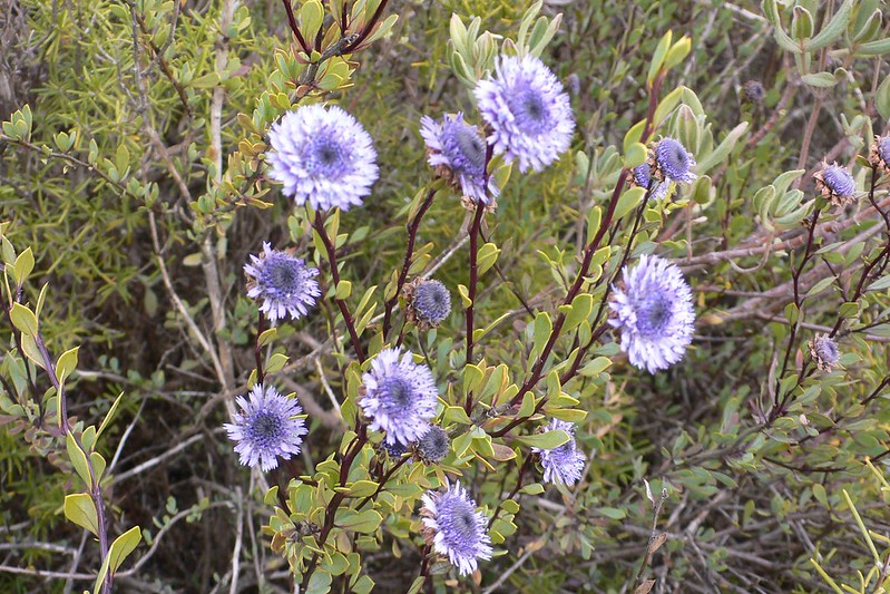 Globulaire buissonnante - Globularia alypum