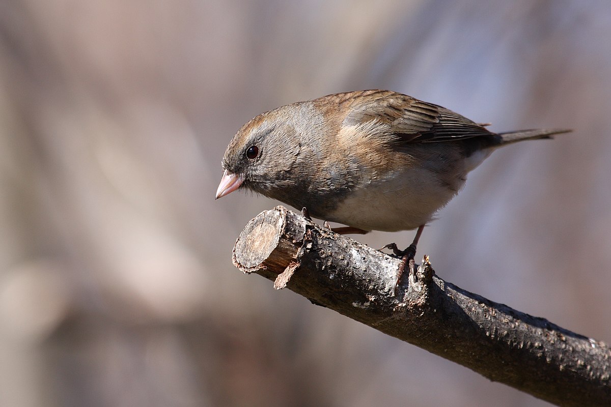 Junco ardoisé. Crédits : Saint-Pierre-et-Miquelon