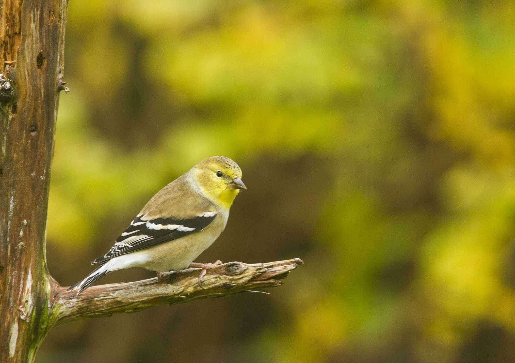 Chardonneret jaune, plumage d'automne. Crédits : Frédéric Allen-Mahé