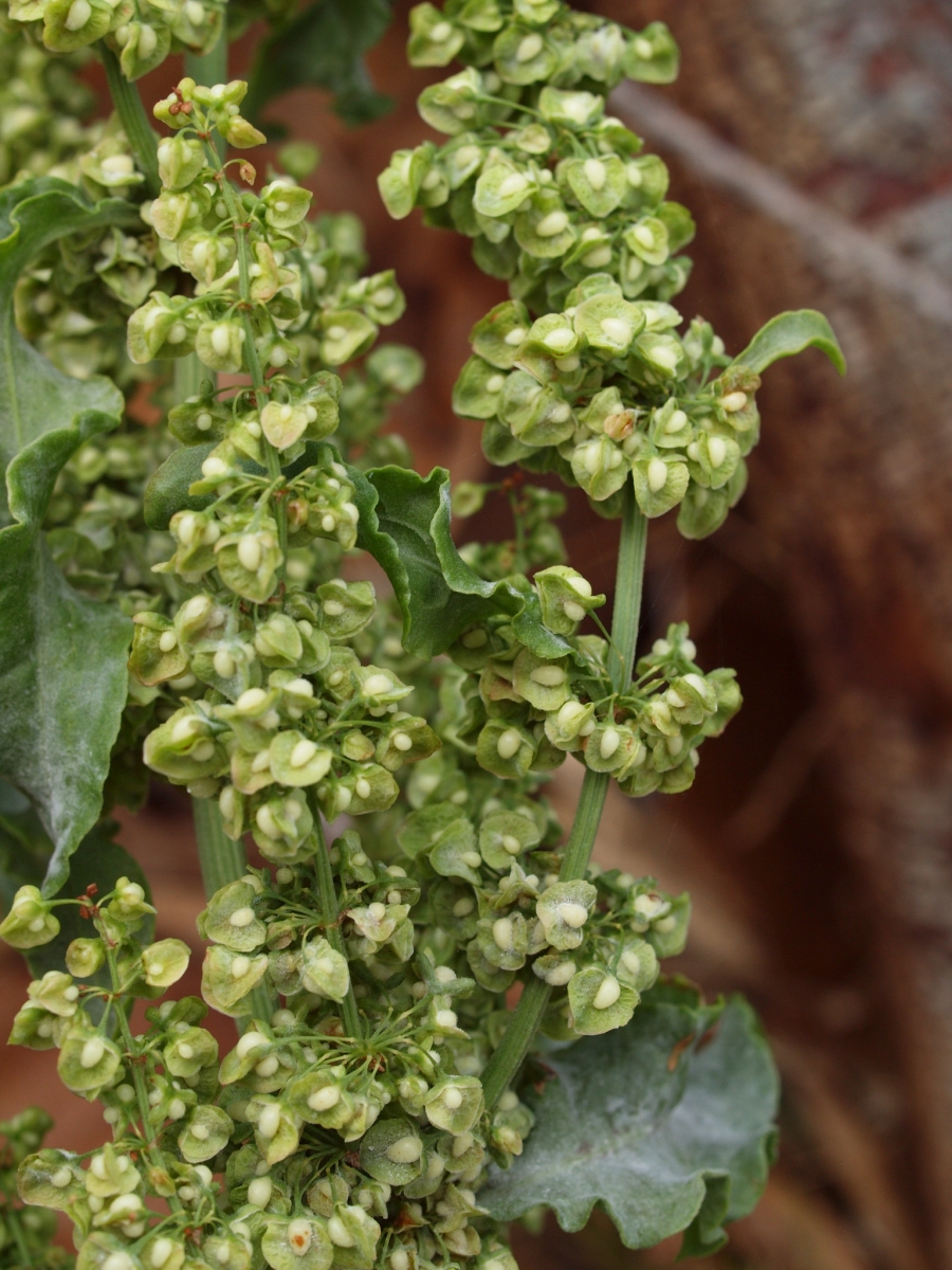 Oseille Crépue - Rumex crispus