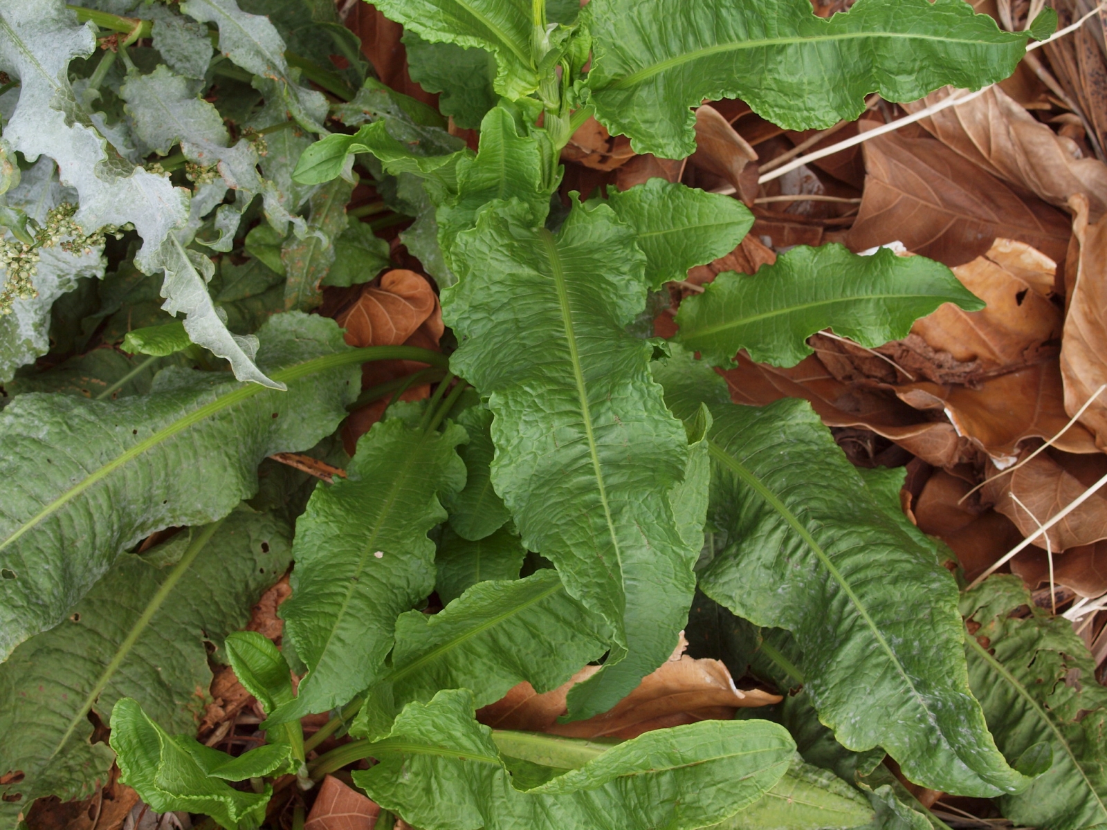 Oseille Crépue - Rumex crispus