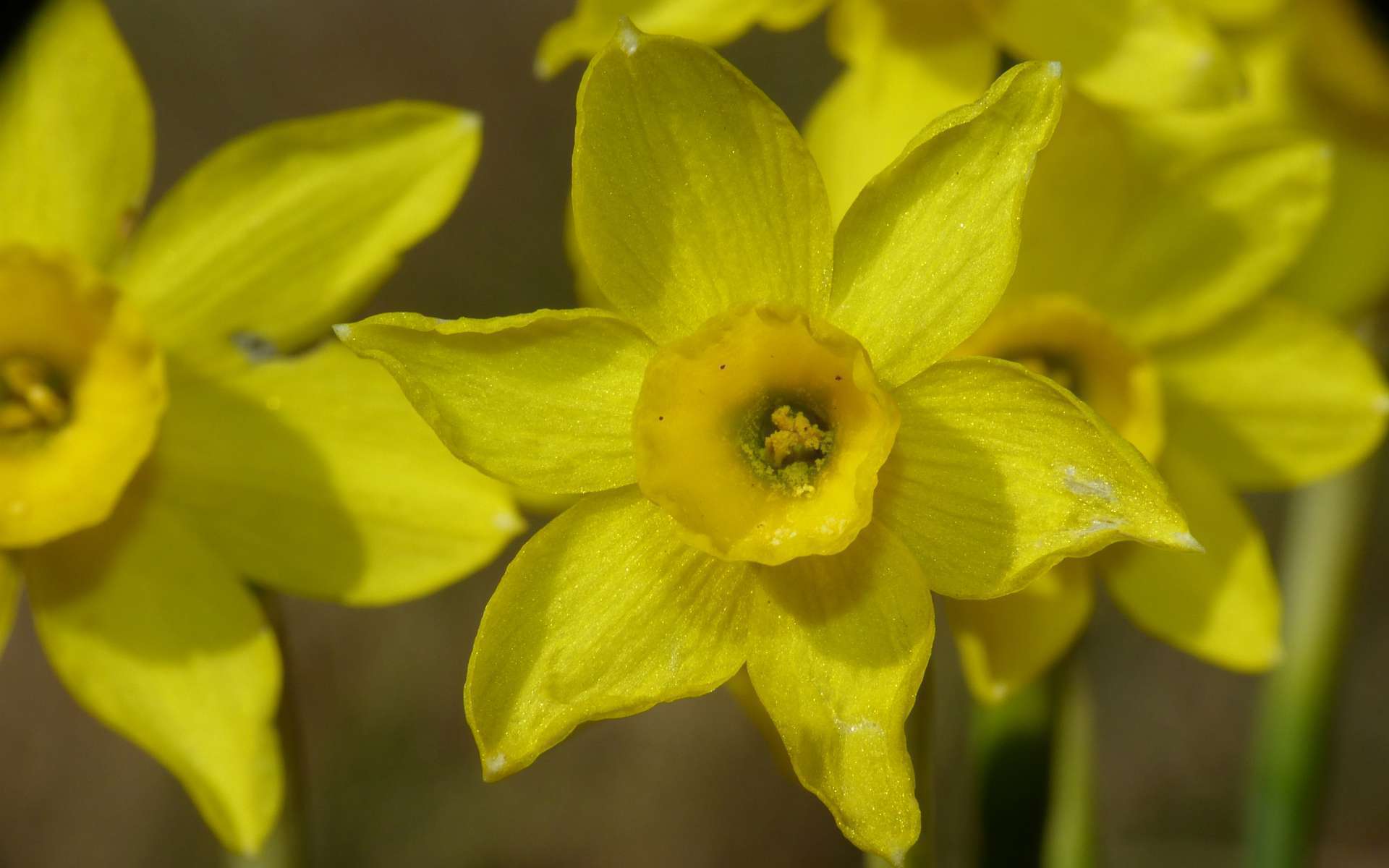 Narcisse d'asso (Crédits : Bernard Dupont)