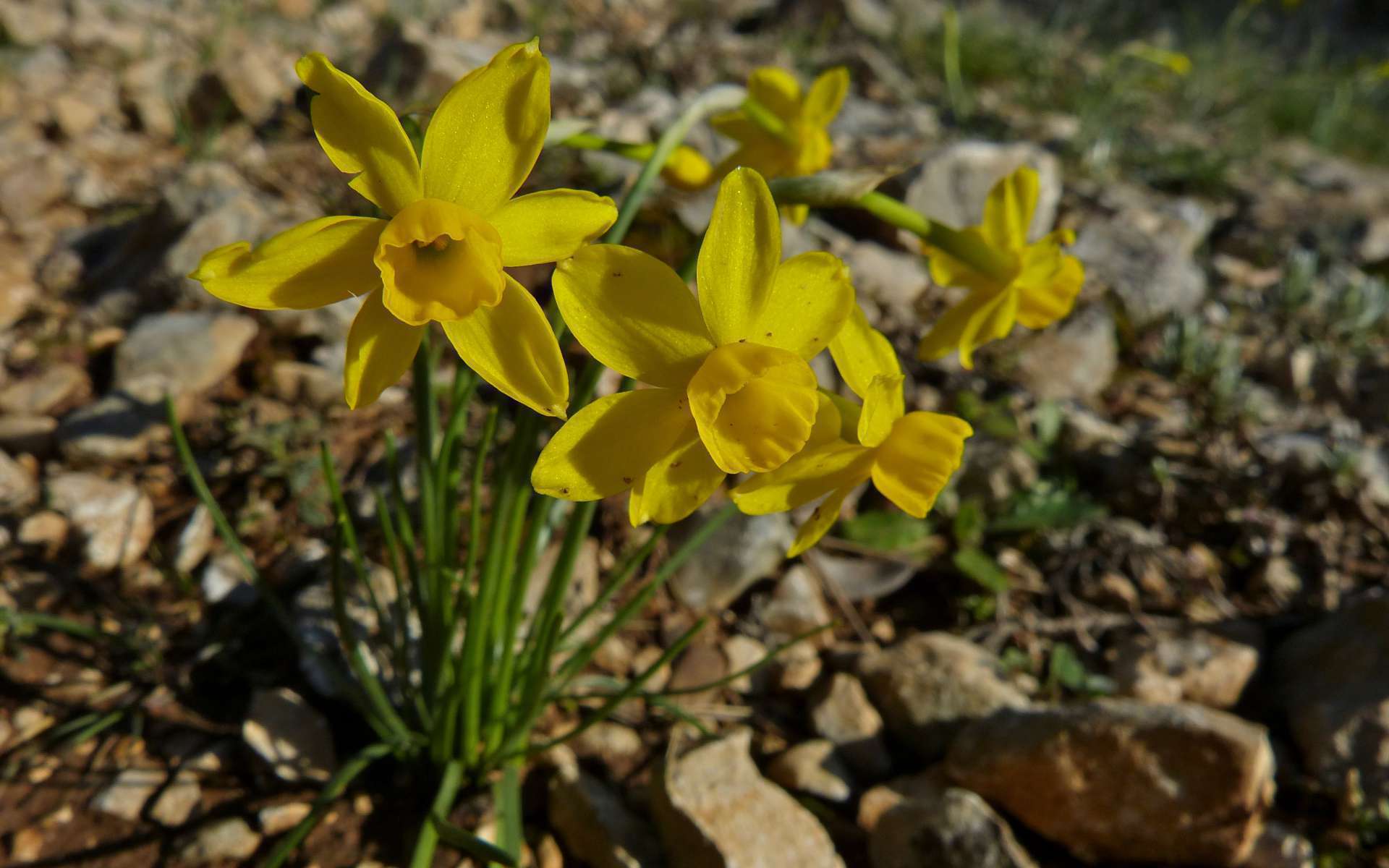 Narcisse d'asso (Crédits : Bernard Dupont)