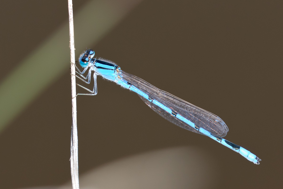 Agrion civil mâle. Crédits : Saint-Pierre-et-Miquelon