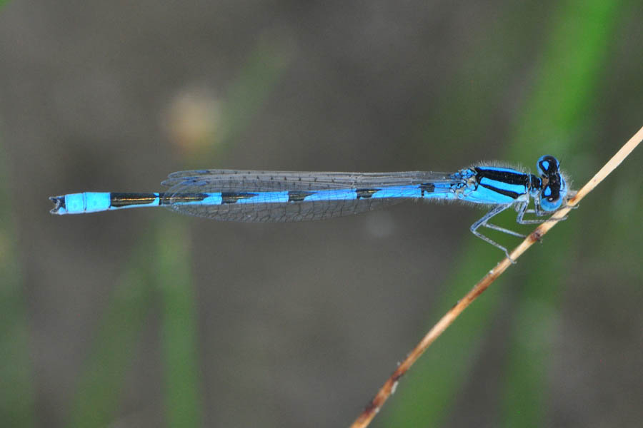 Agrion civil mâle. Crédits : Saint-Pierre-et-Miquelon