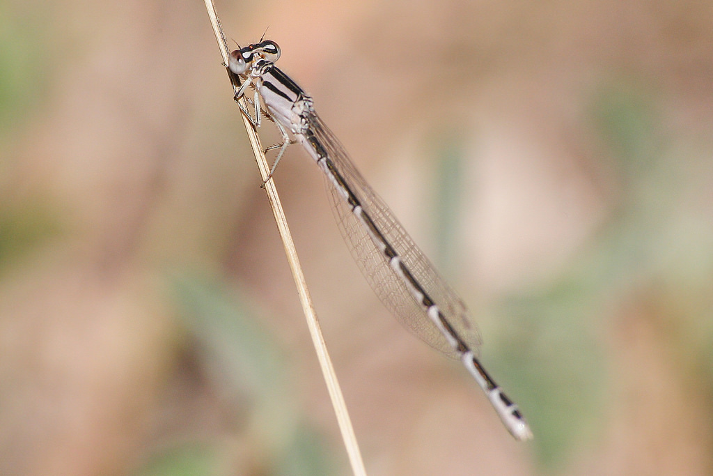 Agrion civil femelle. Crédits : Saint-Pierre-et-Miquelon