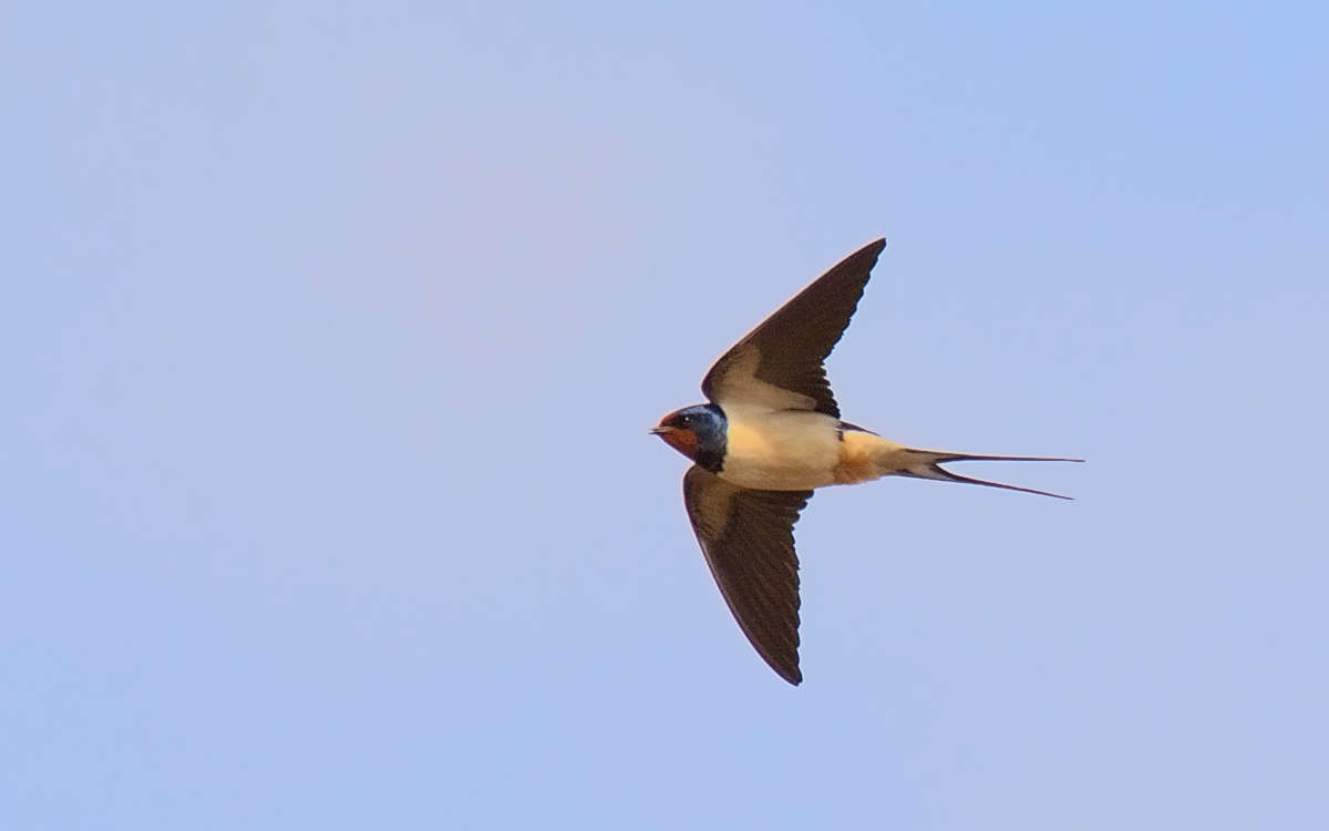 Hirondelle rustique (Crédits : Stefan Berndtsson)