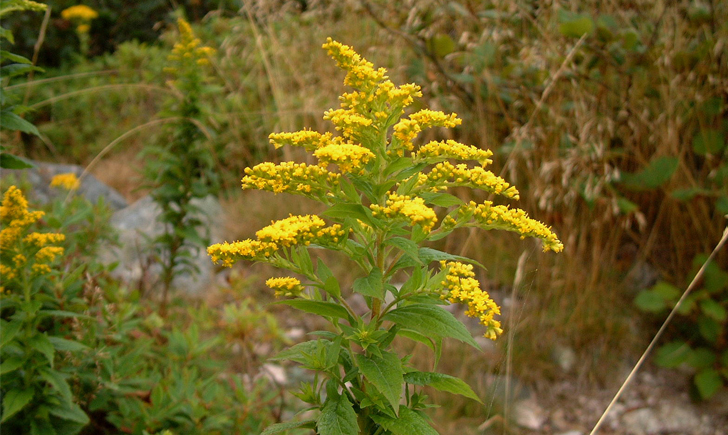 Verge d'or rugueuse (Crédits : CTSPM)