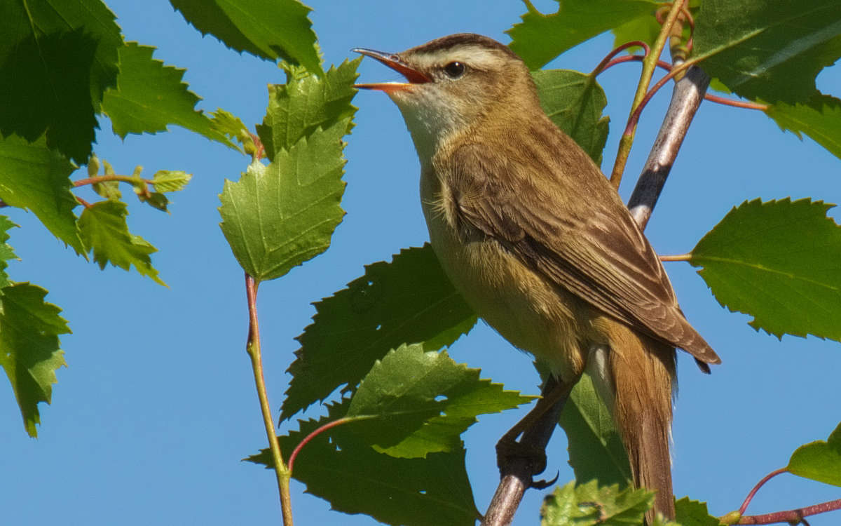 Phragmite des joncs (Crédits : Stefan Berndtsson)