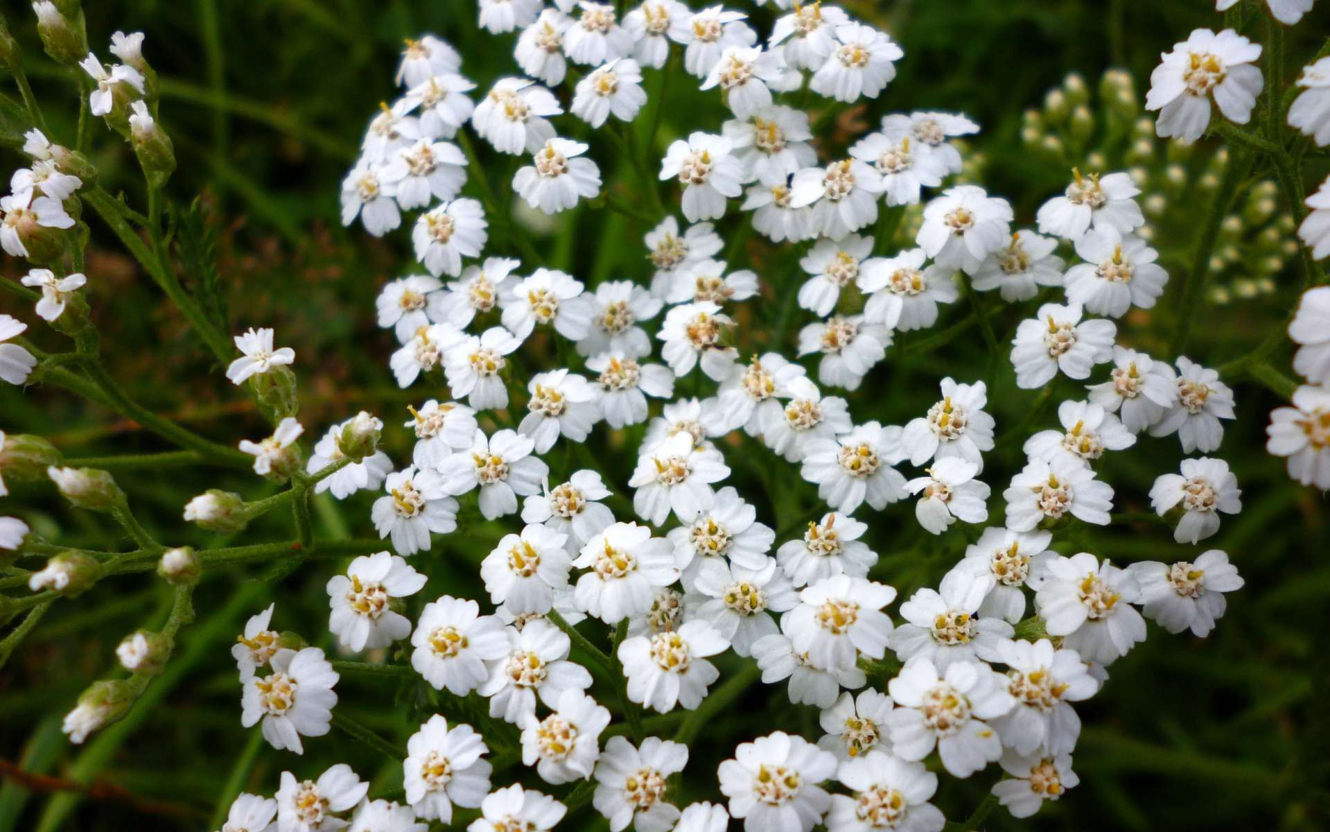 Achillée millefeuille - fleurs (Crédits : Benoit Tarlant)