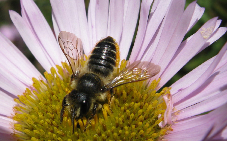 Megachile du rosier. Crédits : Saint-Pierre-et-Miquelon