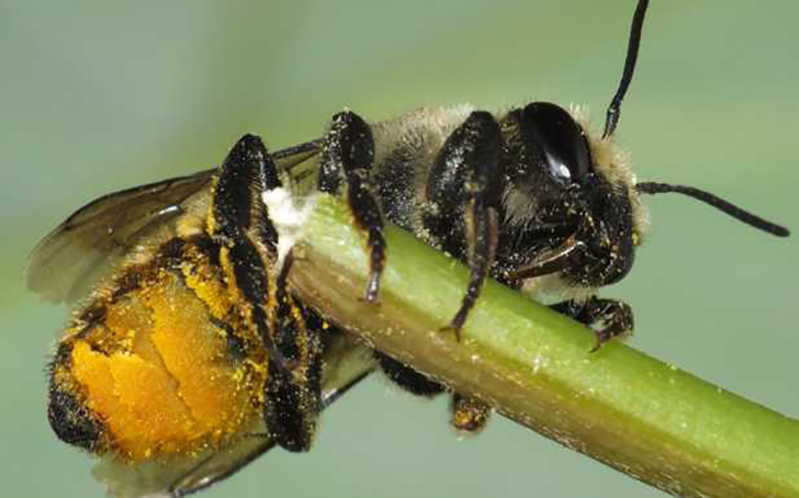 Megachile du rosier. Crédits : Saint-Pierre-et-Miquelon