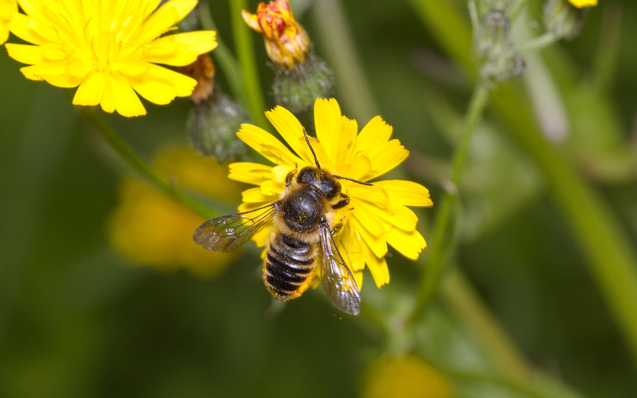 Megachile du rosier. Crédits : Saint-Pierre-et-Miquelon