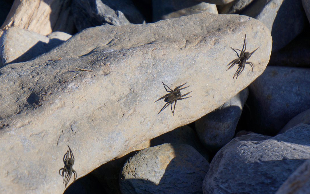 Araignées des galets. Crédits : Saint-Pierre-et-Miquelon